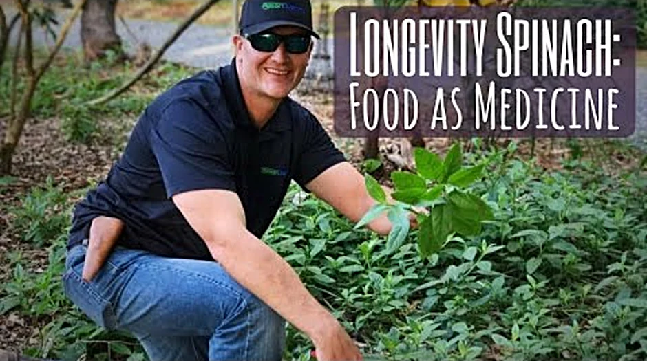 LLC longevity spinach plant
